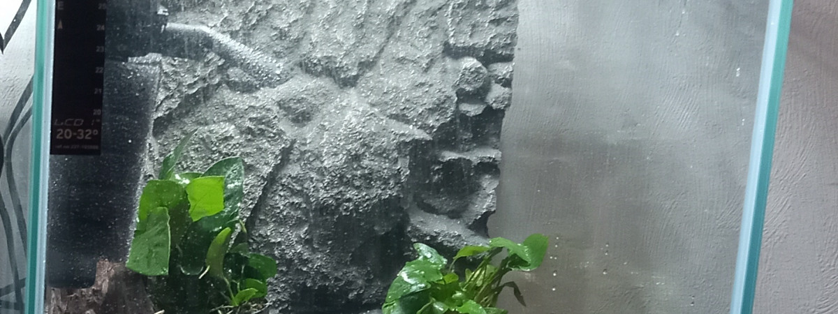 aquarium Aquael 30L - Neocaridina