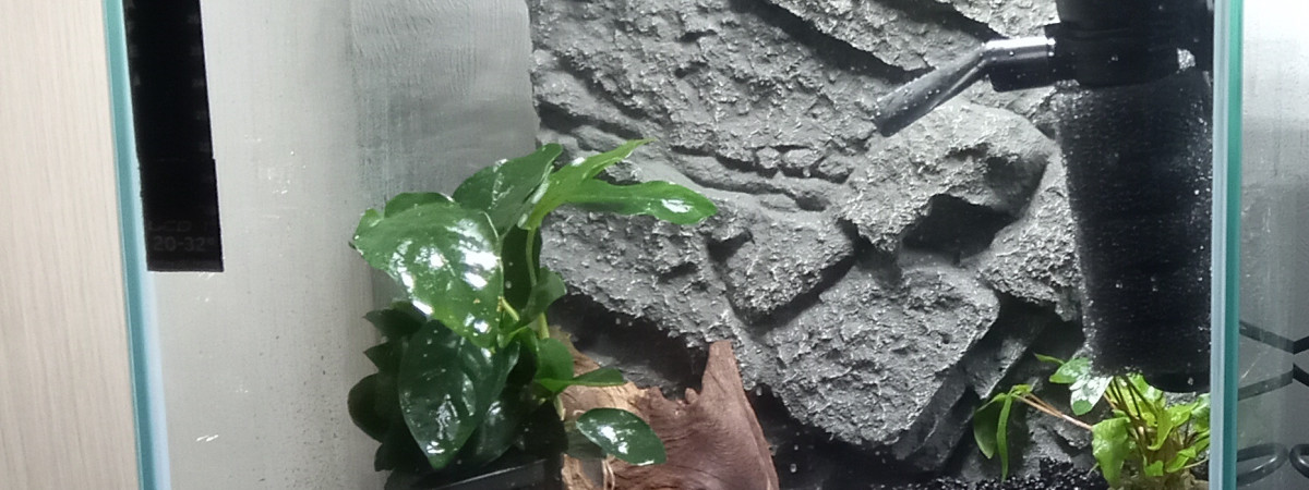 aquarium Aquael 30L - Neritina