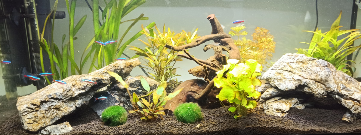 aquarium Mikou
