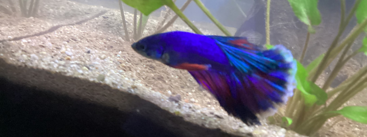 aquarium Bac 18L