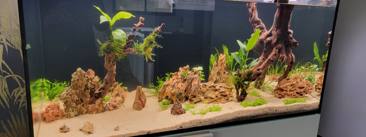 aquarium Aquarium Salon Amazonien