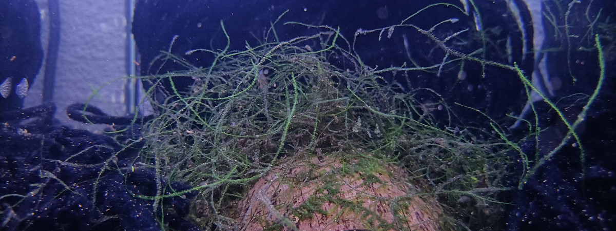 aquarium 133 Libre
