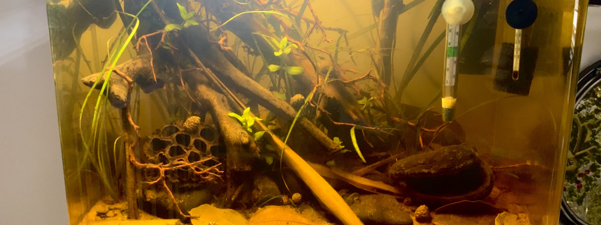 aquarium Eau noir Biotope asiatique