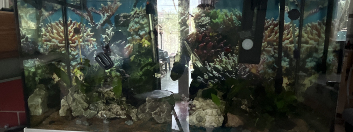aquarium Aqua 200l