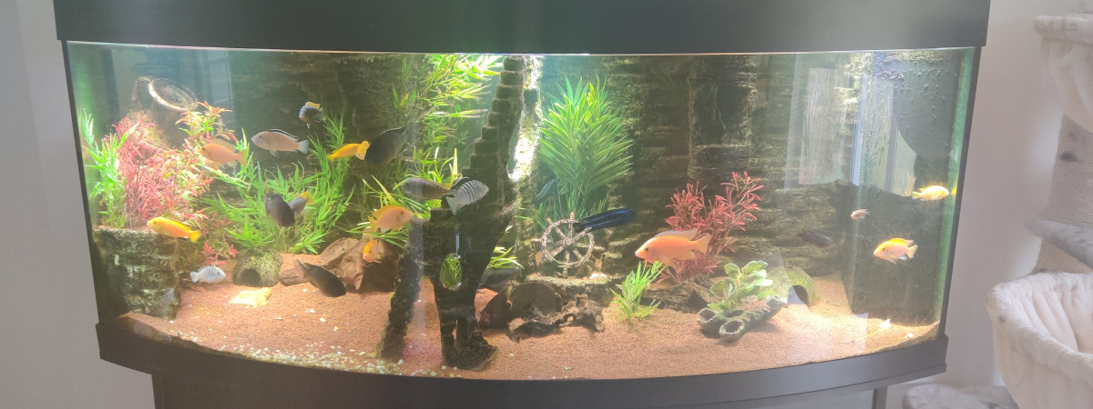 aquarium Mon aquarium actuel