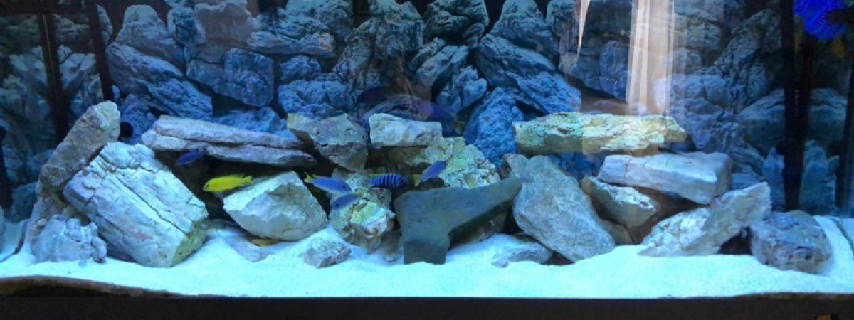aquarium Marillier