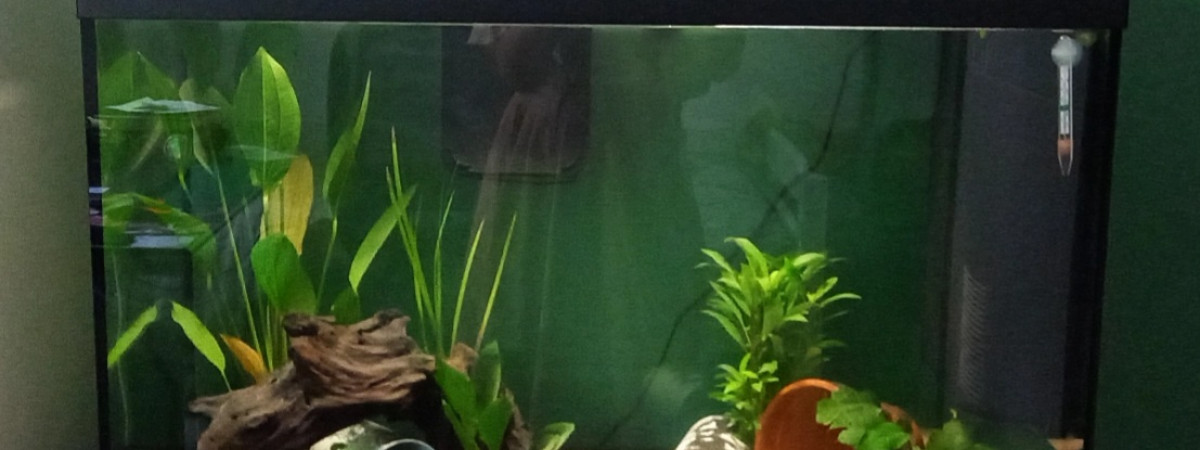 aquarium Aquarium axolotl