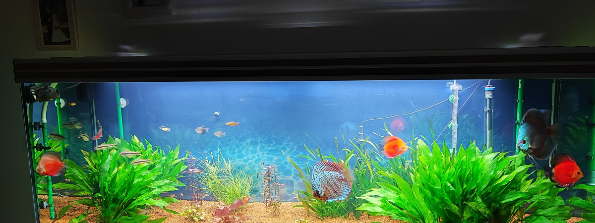aquarium Mon plaisir