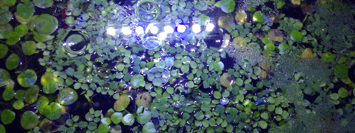 aquarium Aquarium 17 L - Daphnies