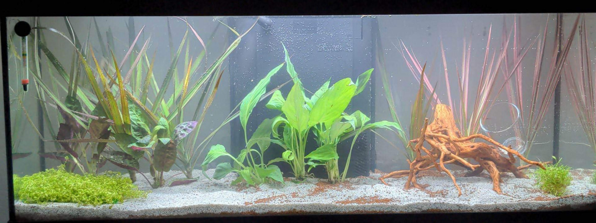 aquarium Amazonien