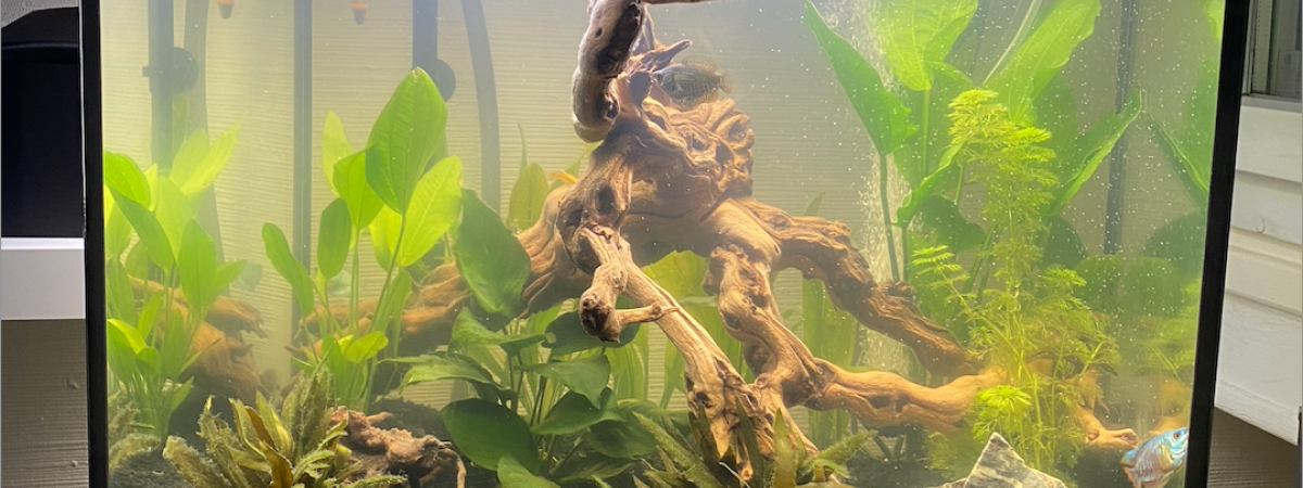 aquarium Aquatlantis 120L