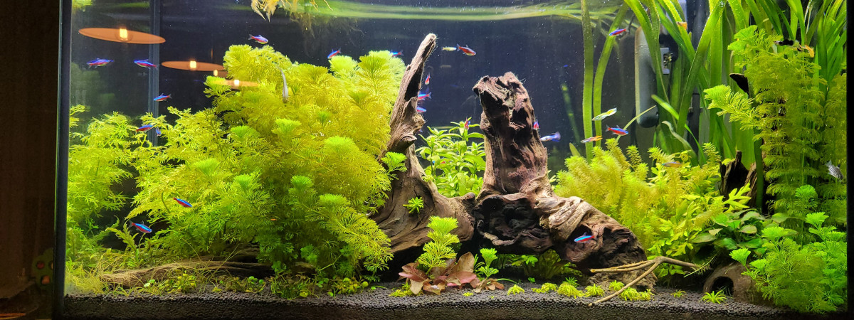 aquarium Communautaire