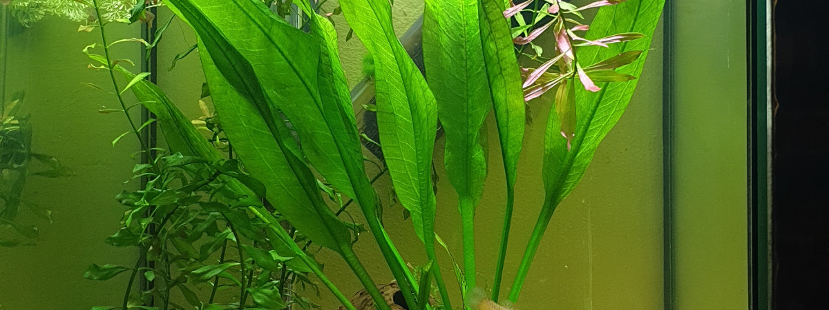 aquarium killi