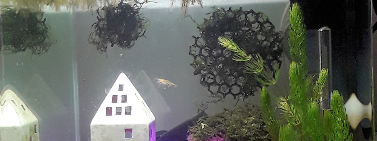 aquarium aquarium sensoriel G