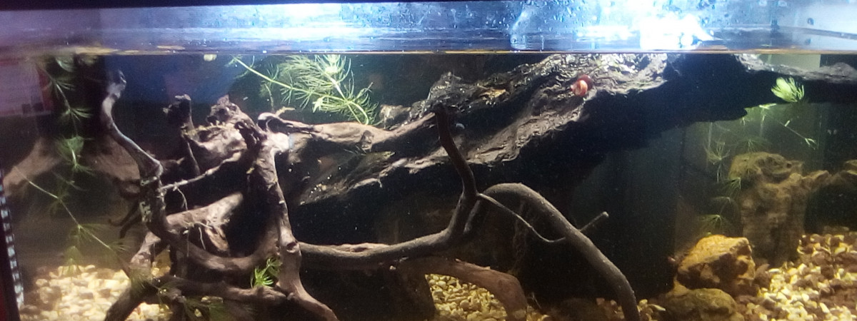 aquarium Andromède
