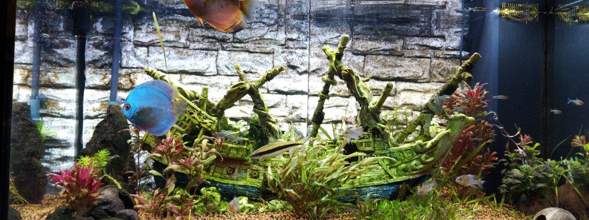 aquarium 300 litres