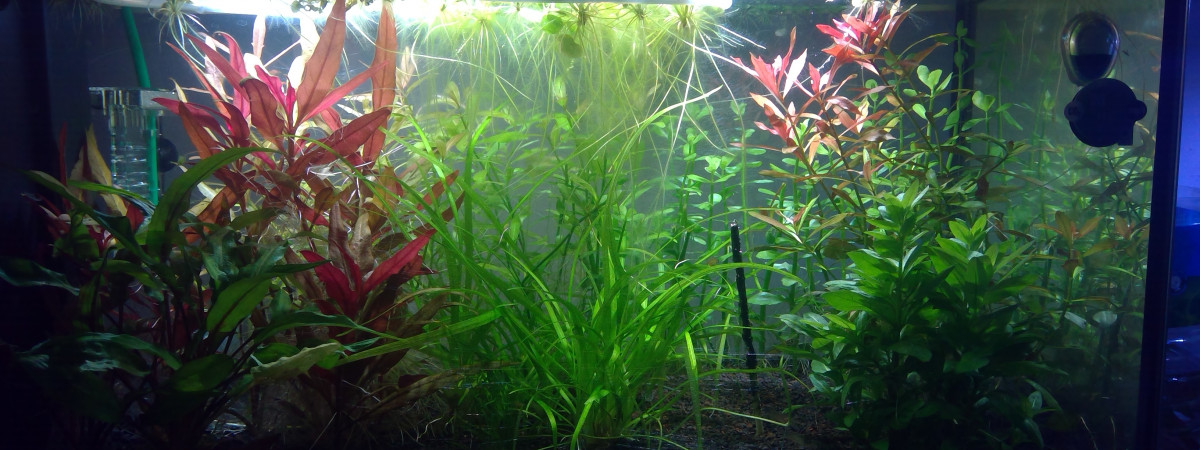 aquarium Aquarium 60 L