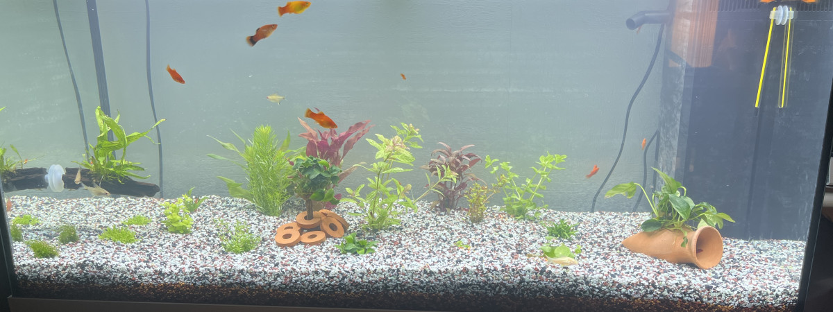 aquarium Juwel rio 180