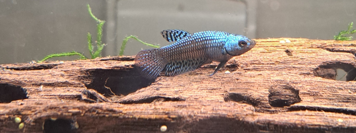 aquarium bettas aliens