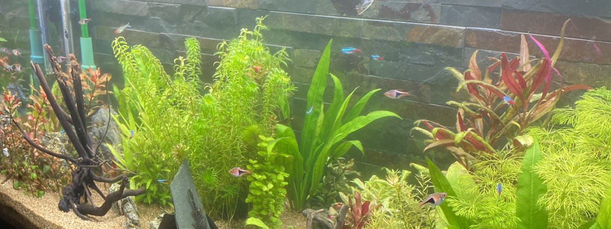 aquarium Aquarium 200L