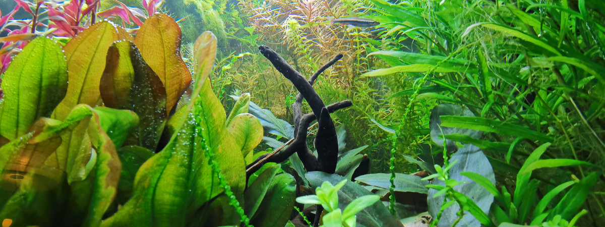 aquarium BacFisch