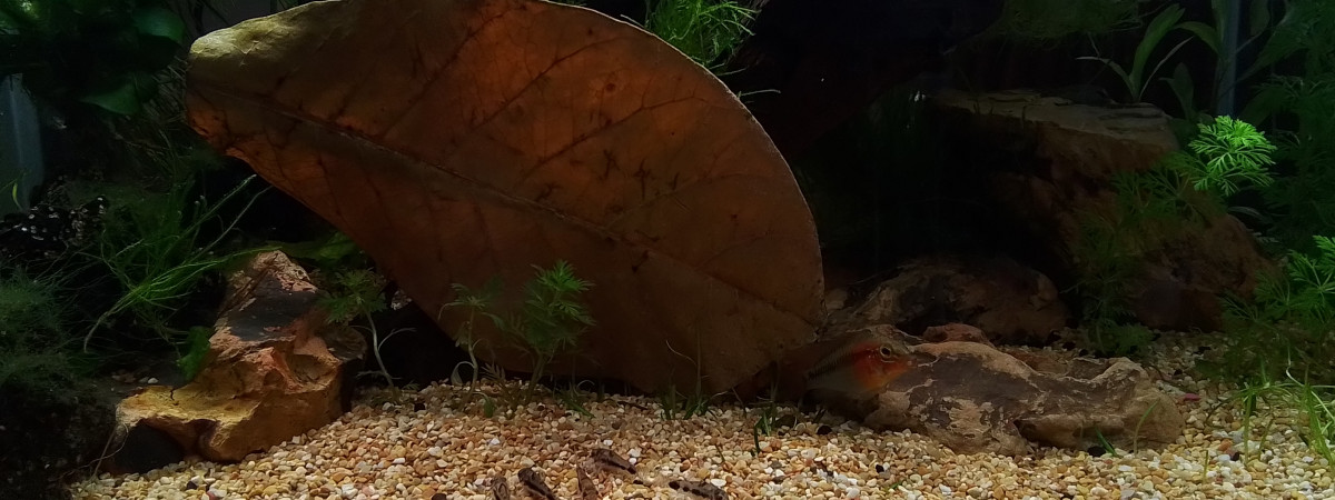 aquarium Apisto Corydo