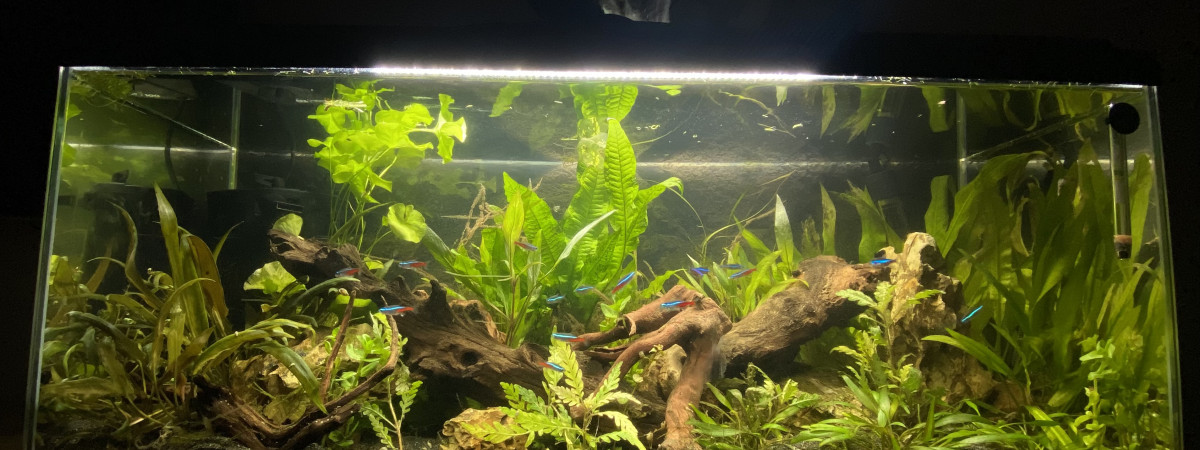 aquarium Aquarium
