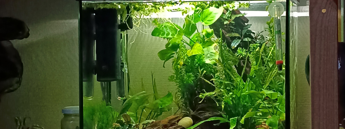 aquarium Nano betta 25l