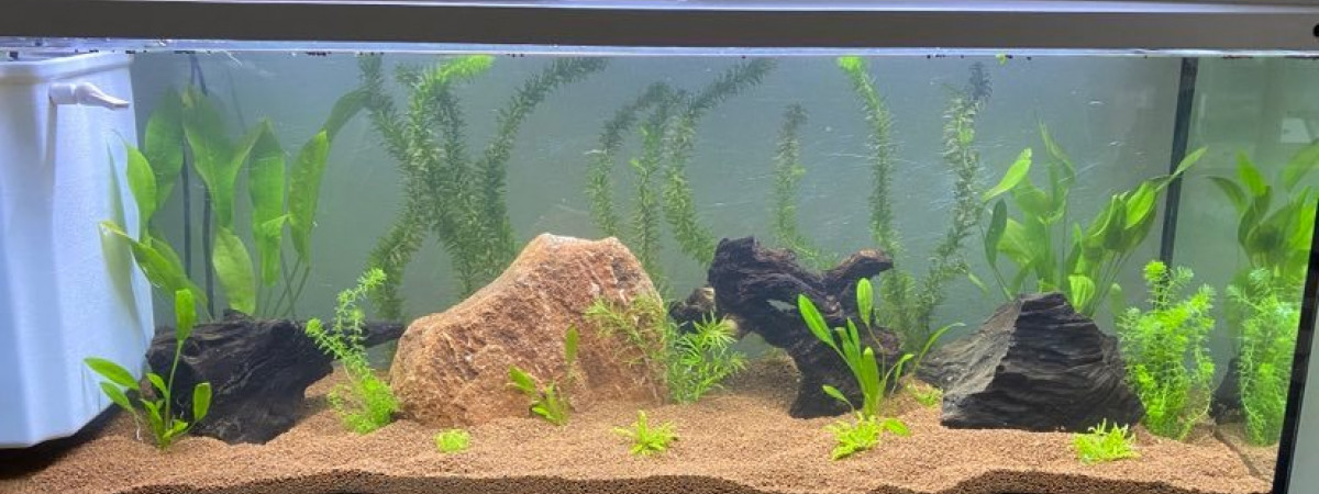 aquarium 120L