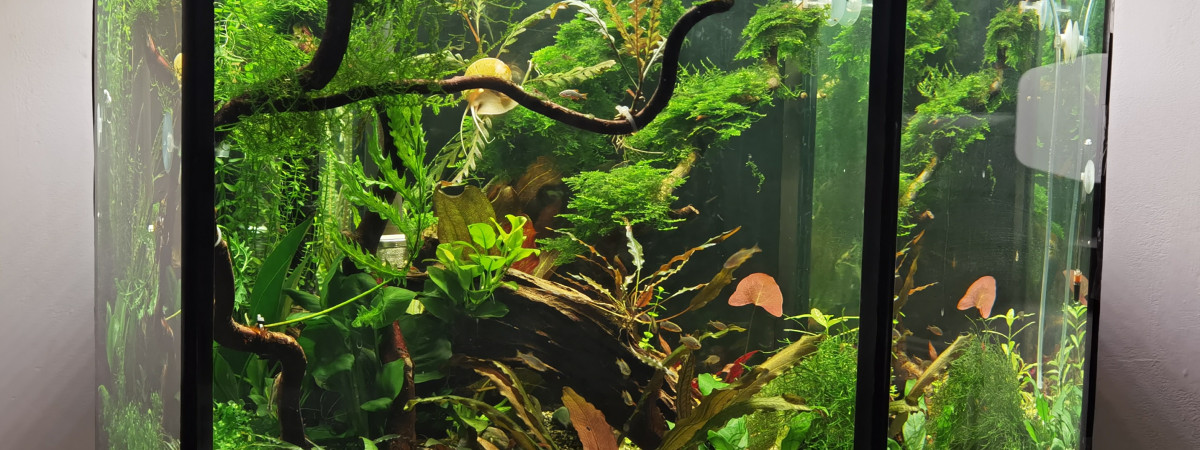 aquarium Asiatique
