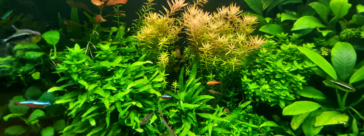 aquarium JUWEL 350L