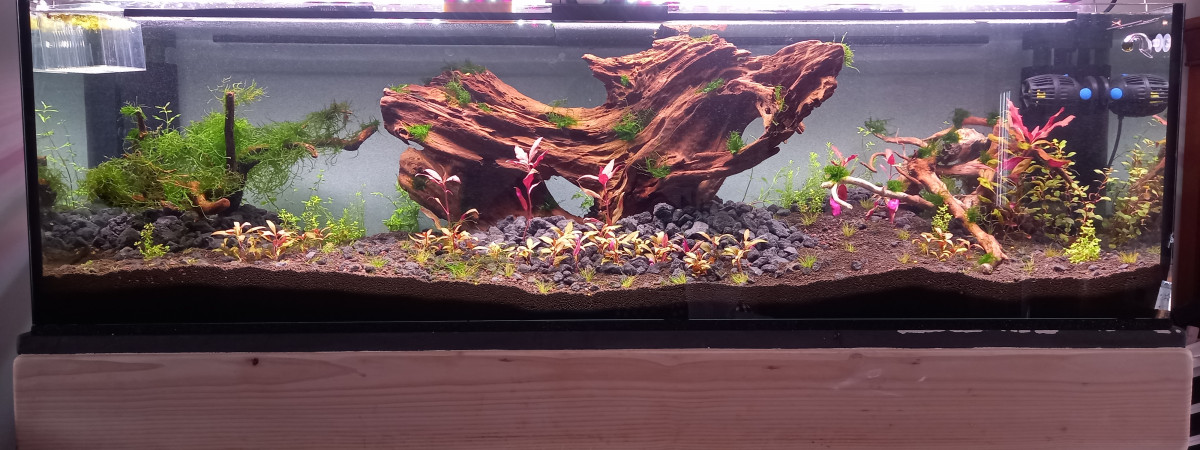 aquarium BlackRedAqua