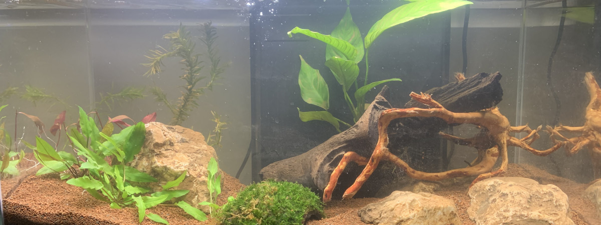 aquarium Bac rami