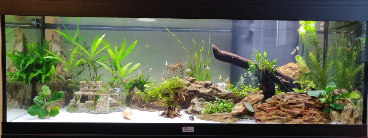 aquarium Mikanessa