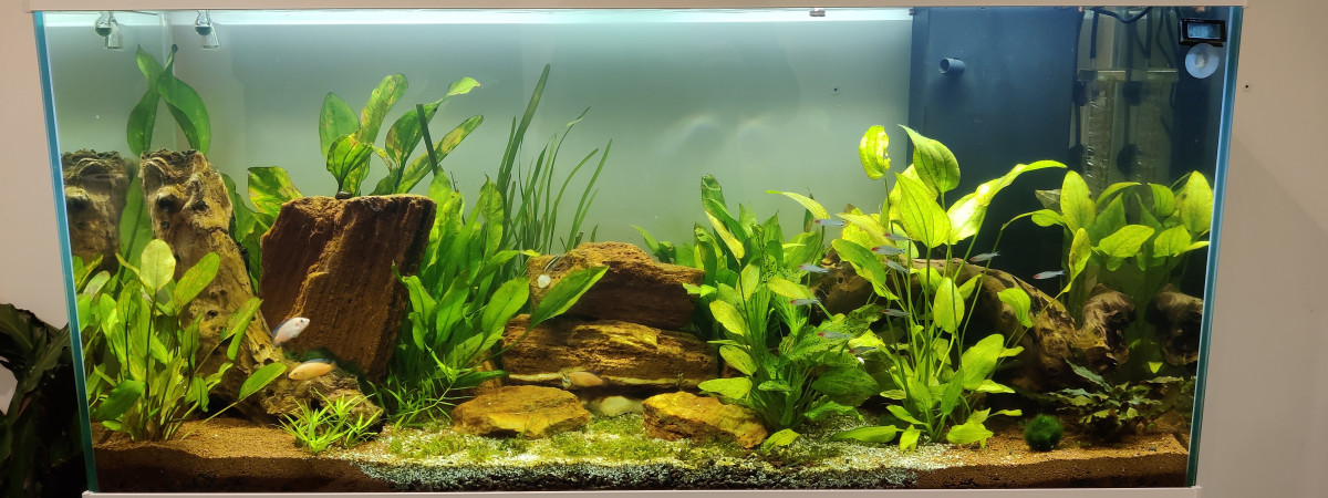 aquarium Aquarium Bureau