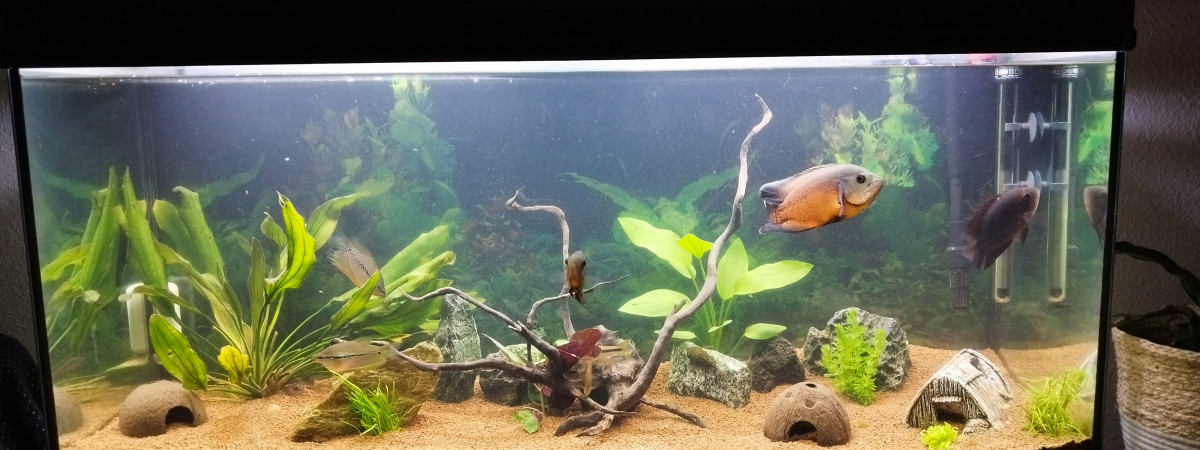 aquarium Poisson grand format