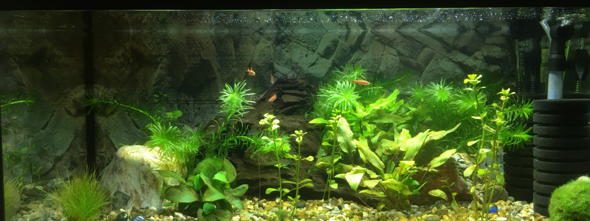aquarium mon premier aquarium