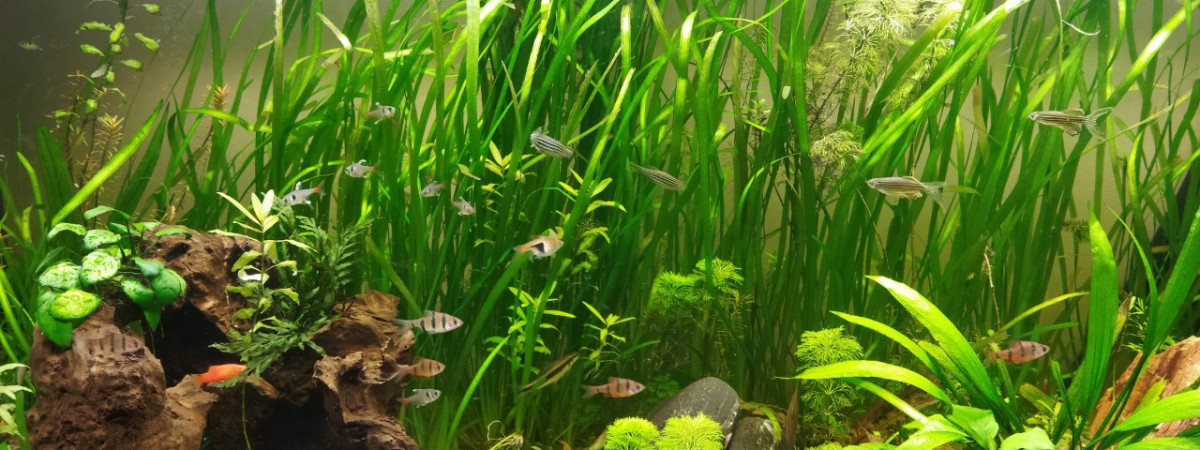 aquarium Aquarium