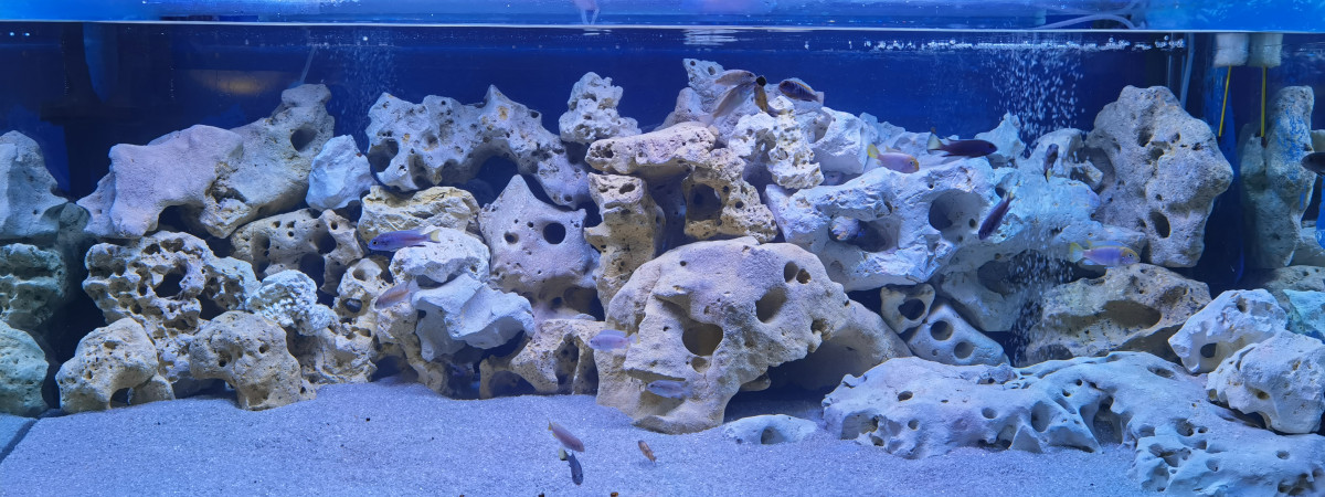 aquarium Malawi