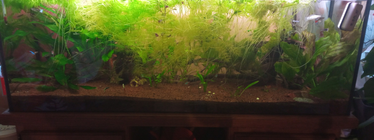 aquarium 240 l