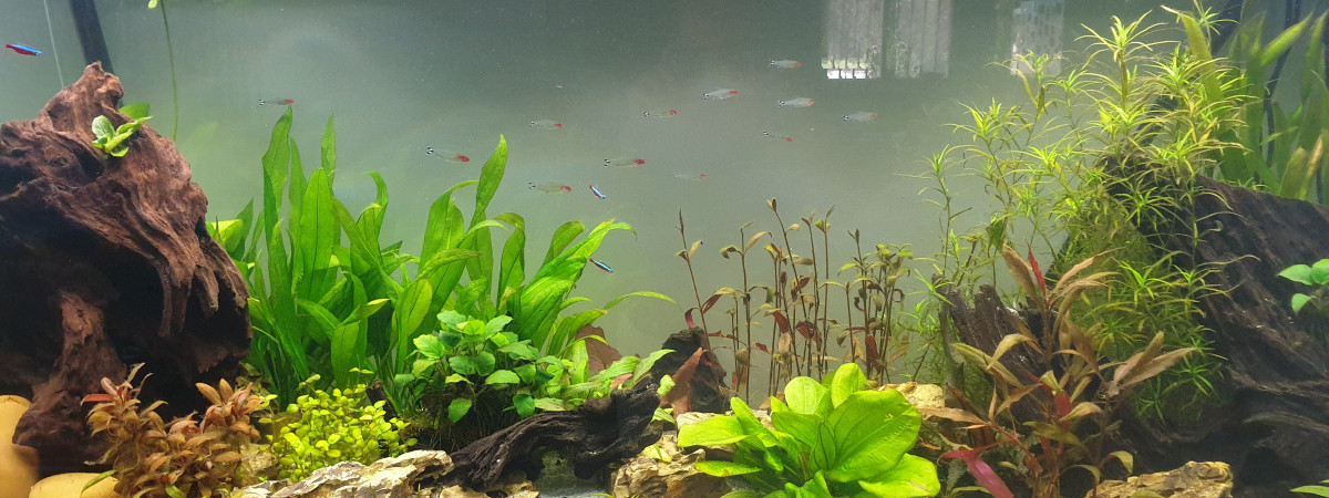 aquarium Amazonien
