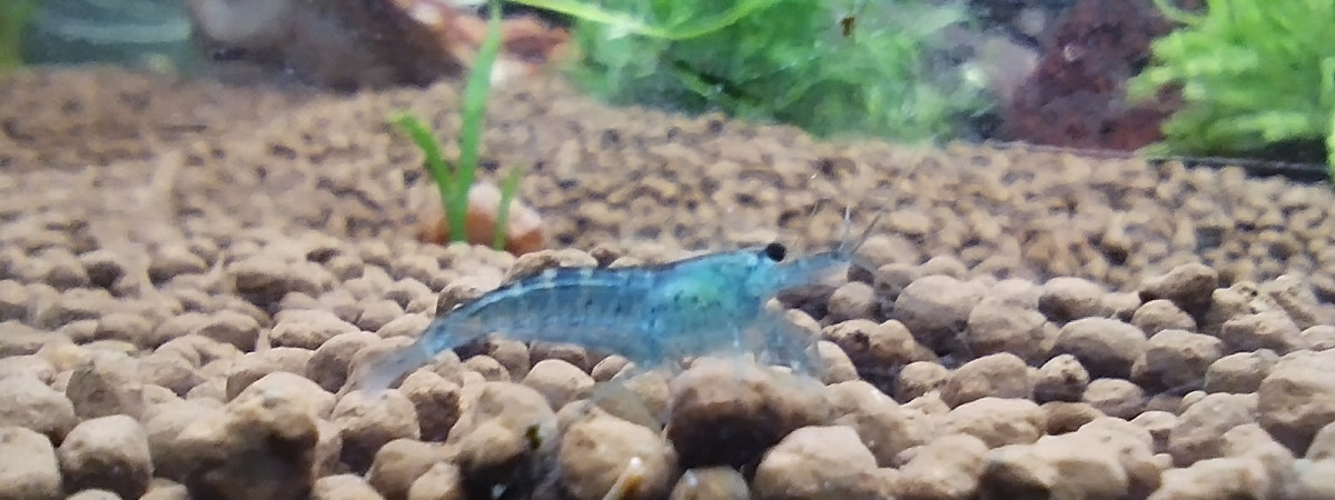 aquarium 250litres