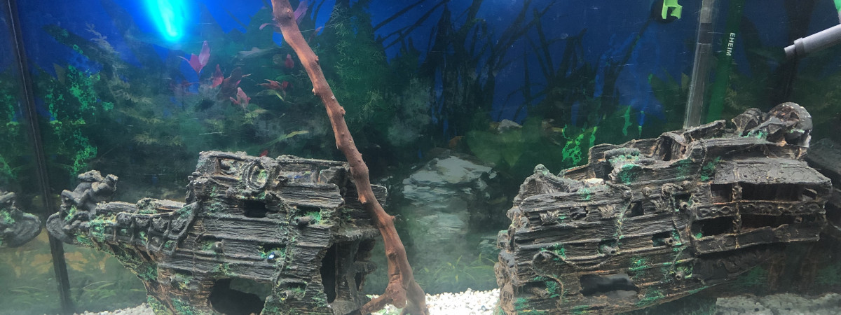 aquarium HORELLOU
