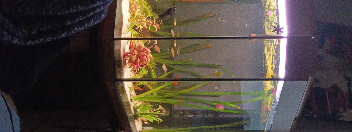 aquarium Aqua250litres