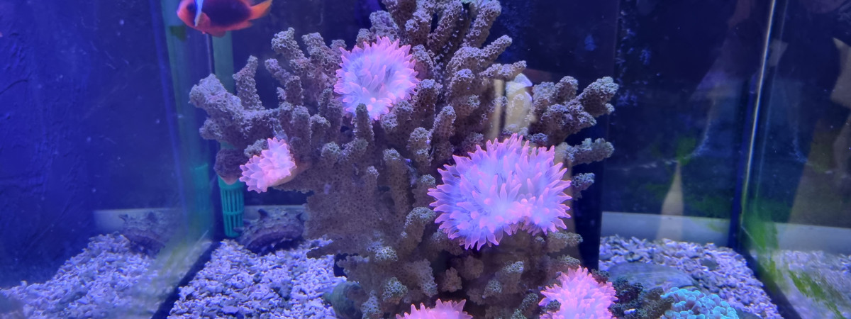 aquarium Nano Aquarium Récifal