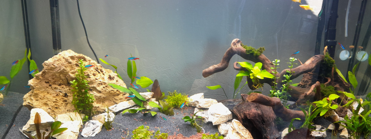 aquarium communautaire1