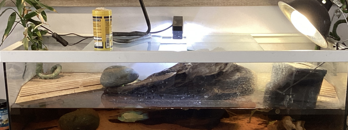 aquarium Tortue  tropicale
