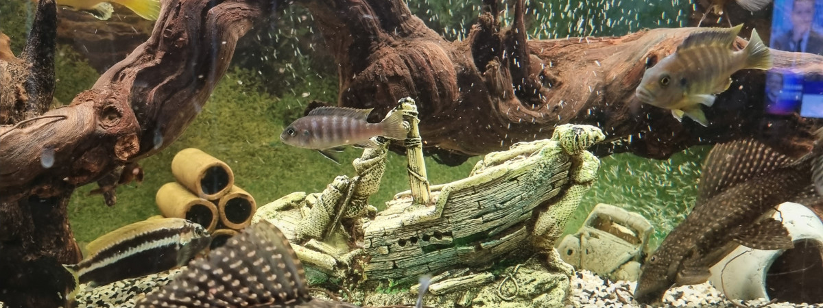 aquarium Cichlidés
