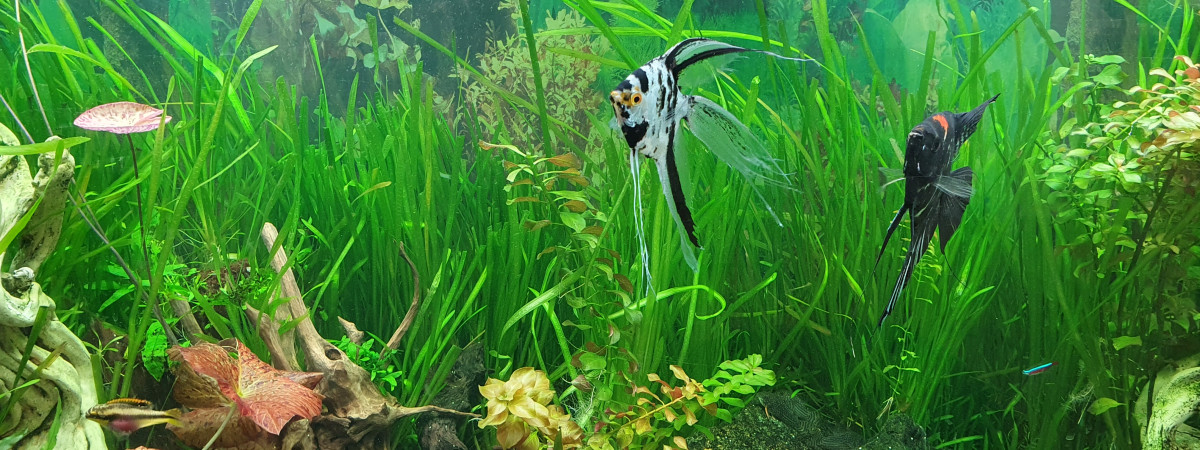 aquarium BAC 600 LITRES