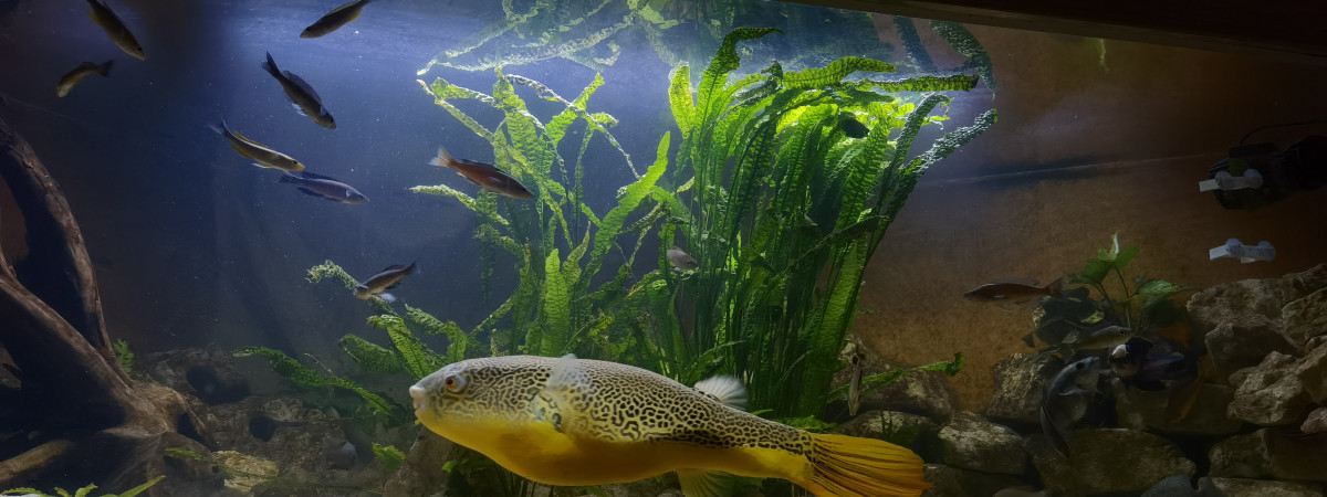 aquarium 2000L Tanganyika